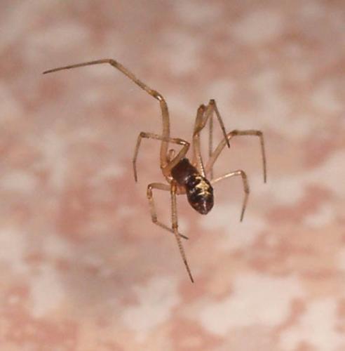 Steatoda triangulosa