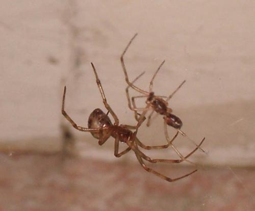 Steatoda triangulosa