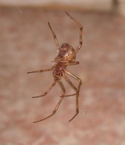 Réf. 7 823 : Steatoda triangulosa