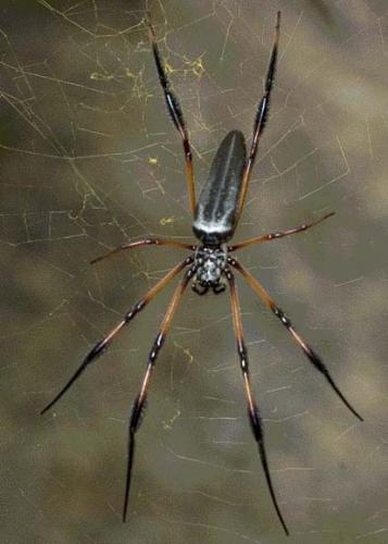Réf. 7 023 : Trichonephila inaurata