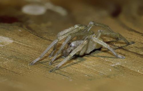 Réf. 7 849 : Cheiracanthium sp.