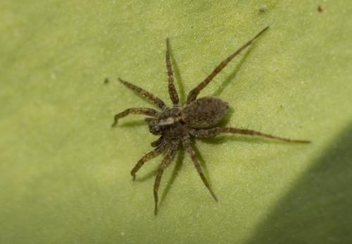 Pardosa sp.