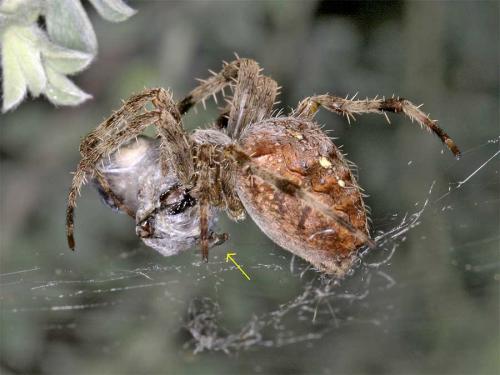 Araneus diadematus
