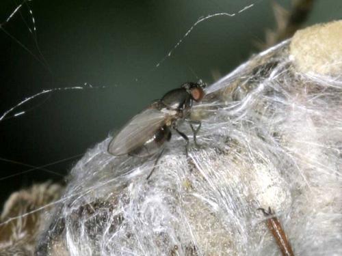 Desmometopa sp.