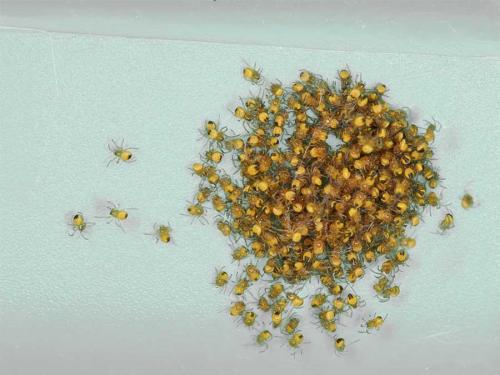 Araneus diadematus