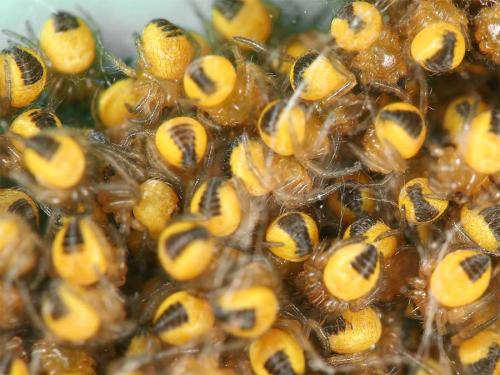Araneus diadematus