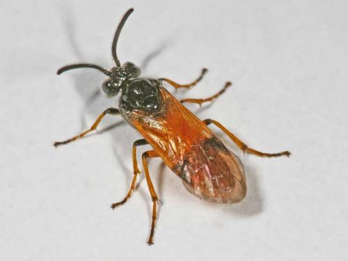 Arge cyanocrocea