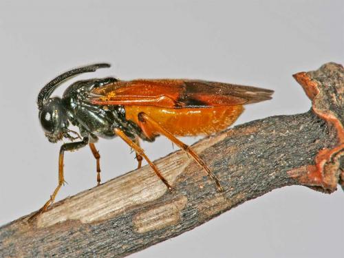 Arge cyanocrocea