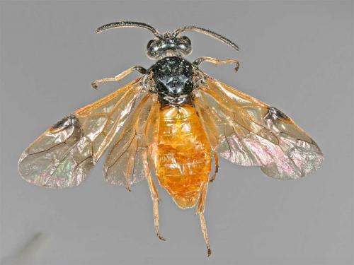 Arge cyanocrocea