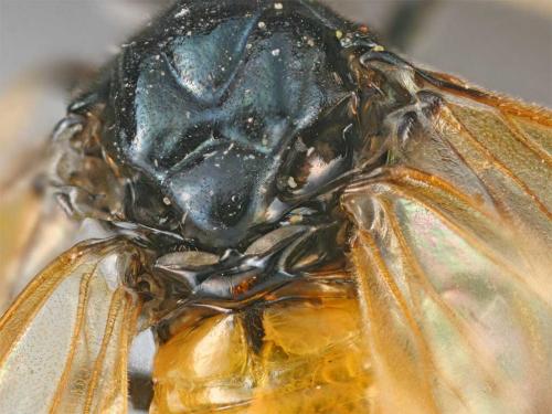 Arge cyanocrocea