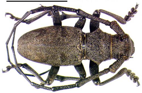 Morimus asper
