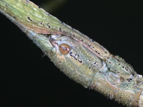 Carausius morosus