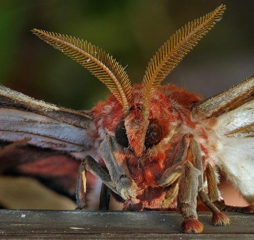 Attacus atlas