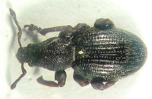 Réf. 7 417 : Pleurodirus sp.