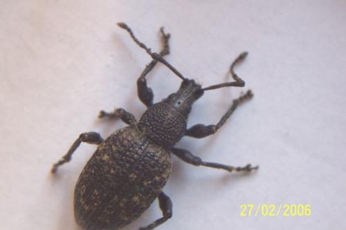Otiorhynchus sulcatus