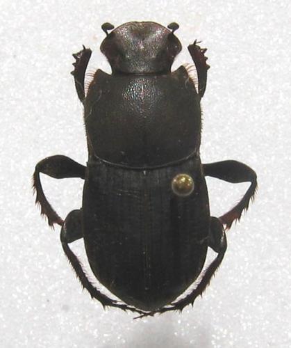 Eurysternus sp.