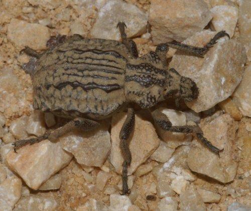 Brachycerus undatus