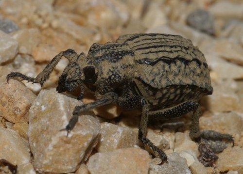 Brachycerus undatus