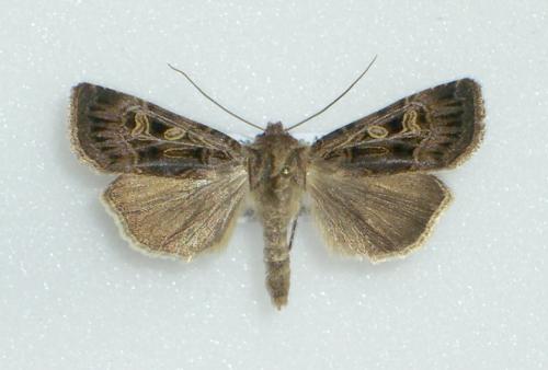 Chersotis alpestris