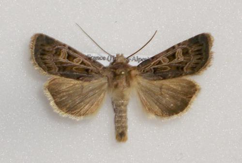 Chersotis oreina