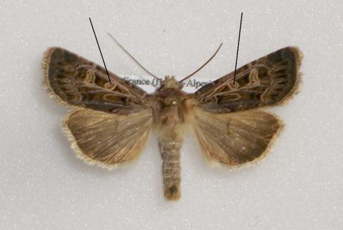 Chersotis oreina