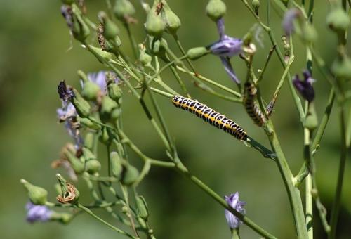 Cucullia lactucae