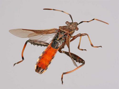 Réf. 7 459 : Camptopus lateralis
