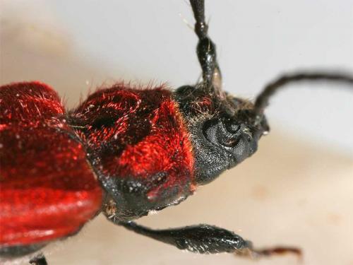 Pyrrhidium sanguineum