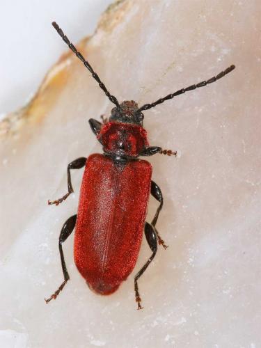 Pyrrhidium sanguineum