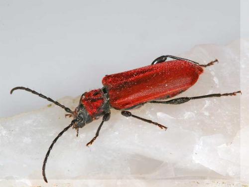 Pyrrhidium sanguineum