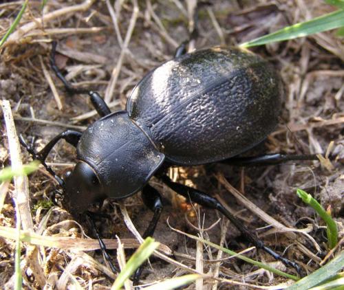 Réf. 7 218 : Carabus coriaceus