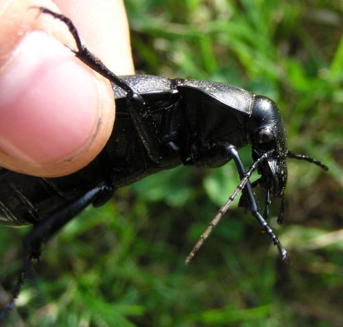 Carabus coriaceus