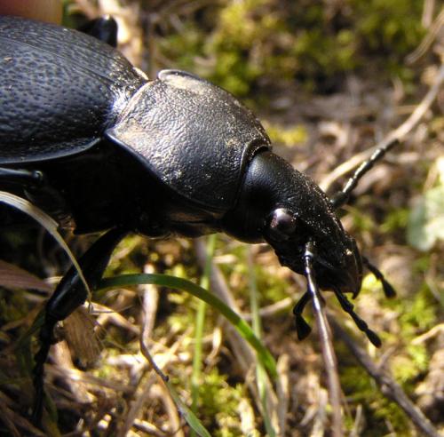 Réf. 7 219 : Carabus coriaceus