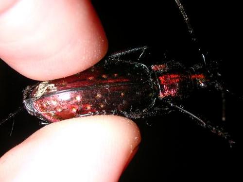 Réf. 7 818 : Carabus rutilans