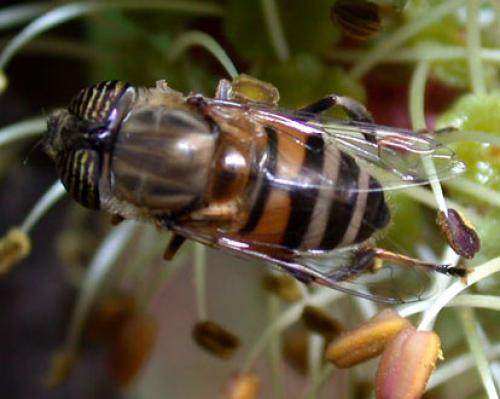 Réf. 7 740 : Eristalinus taeniops