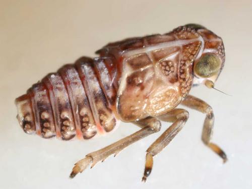 Réf. 7 449 : Issus coleoptratus