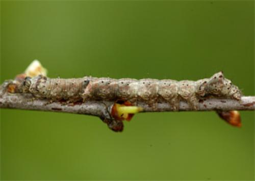 Allophyes oxyacanthae