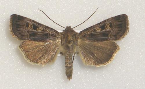 Réf. 7 533 : Chersotis oreina