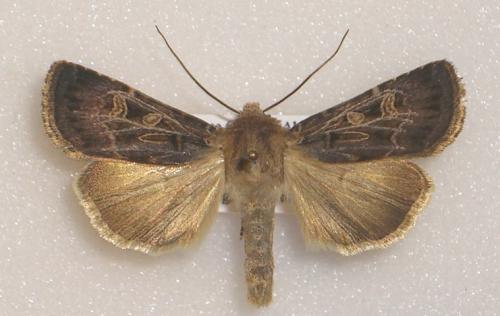 Chersotis oreina