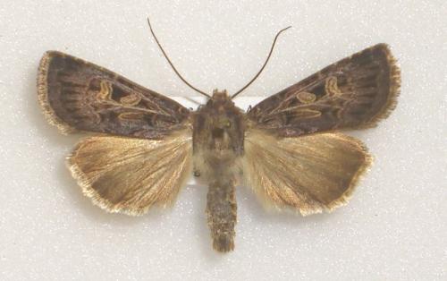 Chersotis oreina