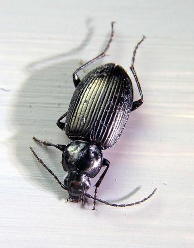 Réf. 7 050 : Agonum sp.