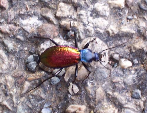 Carabus hispanus