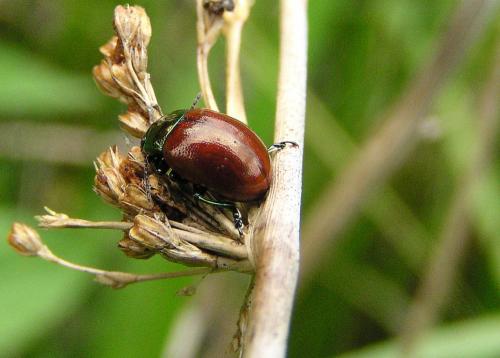 Réf. 7 198 : Chrysolina polita