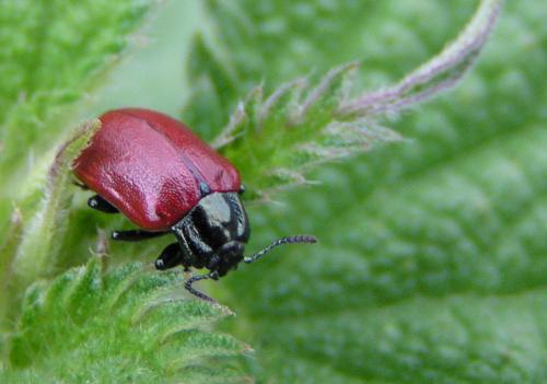 Chrysomela tremula