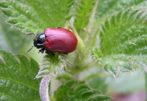 Chrysomela tremula
