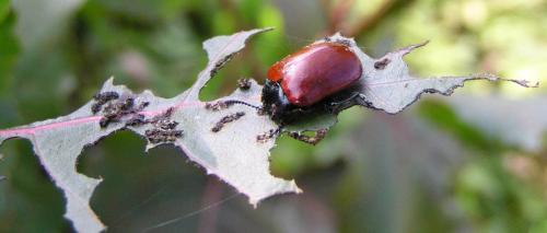 Chrysomela populi