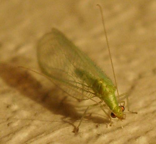 Pseudomallada sp.