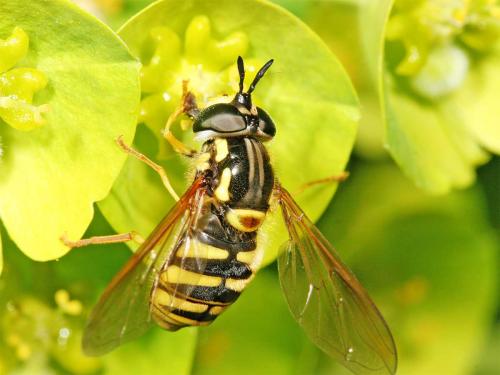 Réf. 7 841 : Chrysotoxum cautum