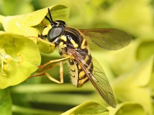 Réf. 7 842 : Chrysotoxum cautum