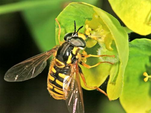 Réf. 7 867 : Chrysotoxum cautum